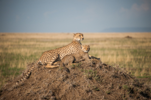 AP-Cheetah mom with cub 5