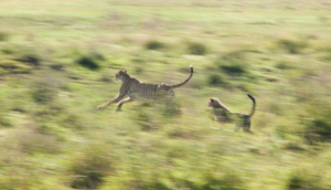 AP-Cheetah mom with cub in slow motion 1