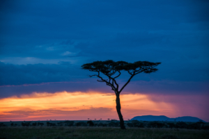 AP-Sunset Serengeti 2
