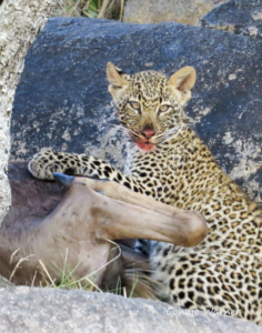 CW-Leopard cub and kill (1 of 1)