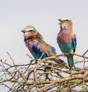 JW-Lilac Breasted Roller pair