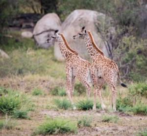 JW-Twin Giraffes