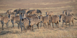 JW-Zebra herd 