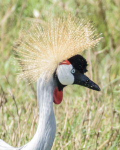 JB-Grey-Crowned Crane
