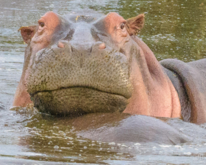 JB-Hippo Portrait