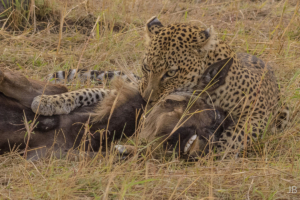 JB-Leopard Killing A Wildebeast