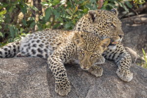 JB-Leopard Mother & Cub