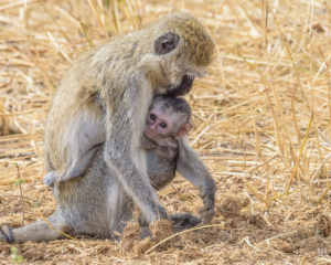 JB-Monkey Mother & Child