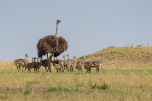 JB-Ostrich Family