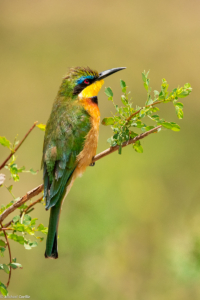 MWC-Birds, Cinnamon-chested bee-eater 