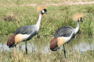 MWC-Birds, Grey-crowned crane