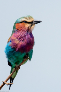 MWC-Birds, Lilac Breasted Roller