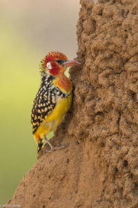 MWC-Birds, Red and Yellow Barbet