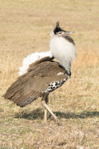MWC-Birds Kori Busdard male