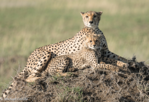 MWC-Cheetah Mother and child