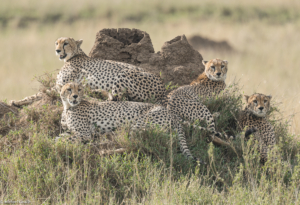 MWC-Cheetah family