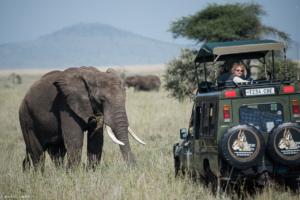 MWC-Elephant near jeep