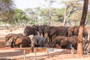 MWC-Elephants drinking from lodge pool