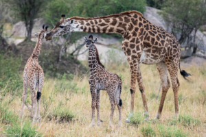 MWC-Giraffe family