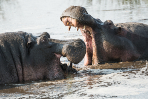 MWC-Hippo teratorial fight