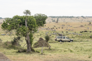 MWC-Jeep in Serengeti