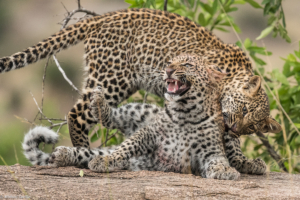MWC-Leopard cubs playing