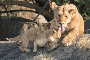 MWC-Lioness, Mother love