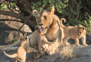 MWC-Lioness, baby sitter