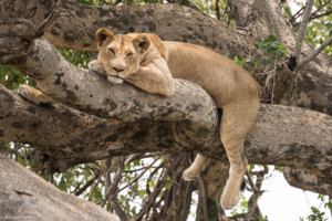 MWC-Lioness resting after the hunt