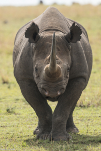 MWC-Rhino Full-frontal