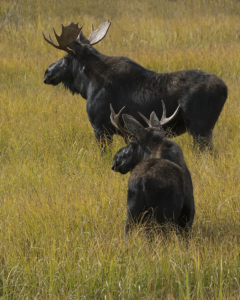 Scoles Bull Moose DSC8724