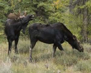 Scoles Moose Courting DSC9450