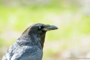 DE 2500- Common Raven