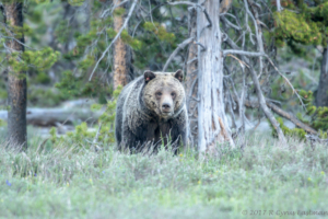 DE 3815- Grizzley Bear