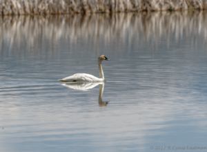 DE 6225- Tundra Swan