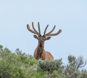 DE 6606- Elk