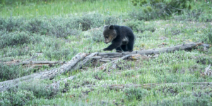 JP-Grizzly cub balancing act
