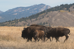 Cheryl Walls-bison group w calf