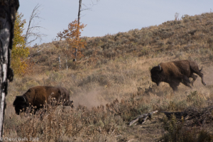 Cheryl Walls-running bison