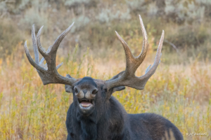 Jeff Bushnell-Laughing Moose
