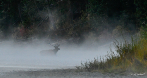 Jeff Bushnell-Misty Morning Elk