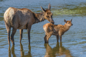 Elk Mother & Calf