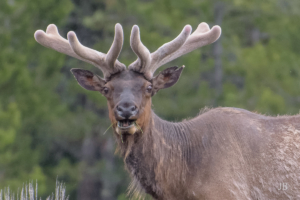 Elk Portrait DxO