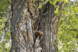 PR Marmot in a Tree