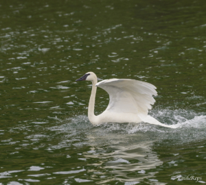 PR Swan 1