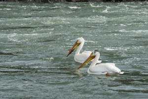 LR-pelicans
