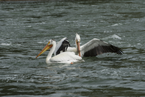 LR-pelicans2