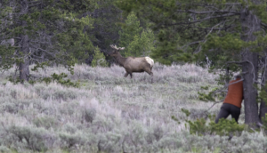 WH-Getting an Elk Close-Up