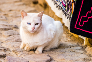 008-Peru white cat