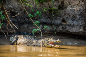 029-Caiman in river, Pantanal